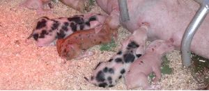 Cerdos nacidos para salvar vidas